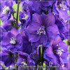 Delphinium Delphi's Power