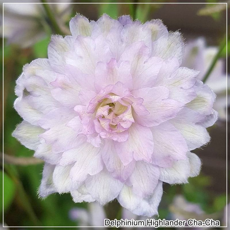 Delphinium Highlander Cha Cha