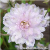 Delphinium Highlander Cha Cha
