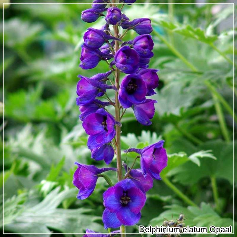 Delphinium Opaal