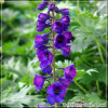 Delphinium Opaal
