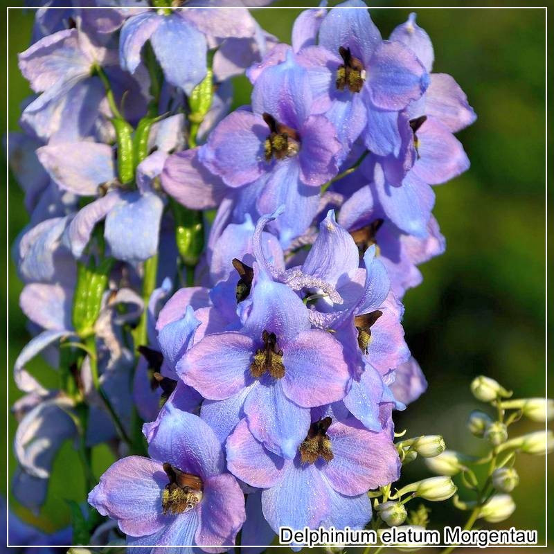 Delphinium Morgentau