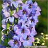 Delphinium Morgentau