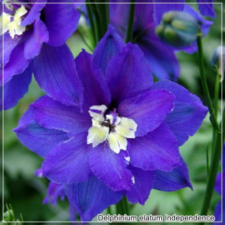 Delphinium Independence