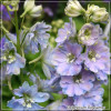 Delphinium Gossammer