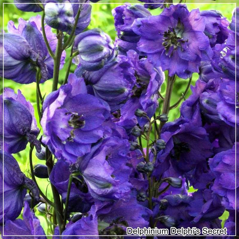 Delphinium Delphi's Secret