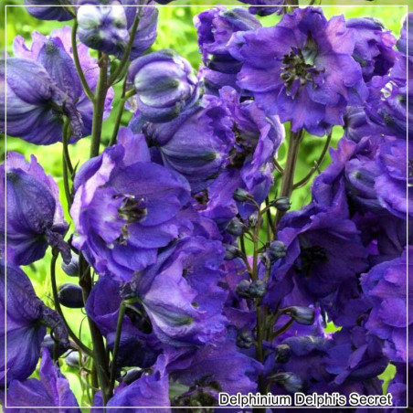 Delphinium Delphi's Secret