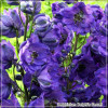 Delphinium Delphi's Secret