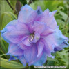 Delphinium Delphi's Blue Power