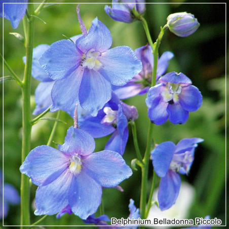 Delphinium Belladonna Piccolo