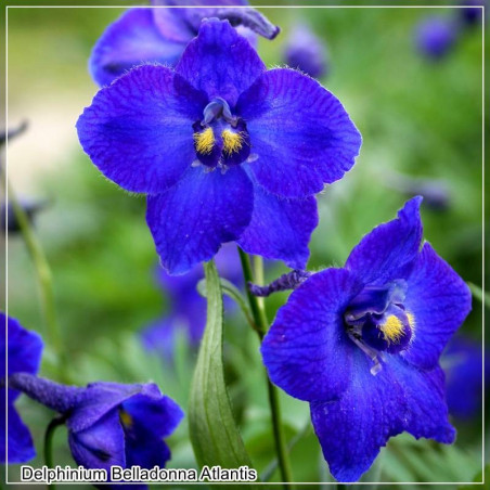 Delphinium Belladonna Atlantis