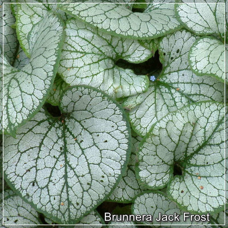 Brunnera Jack Frost