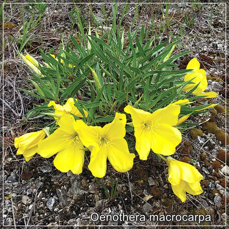 Oenothera macrocarpa