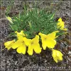 Oenothera macrocarpa
