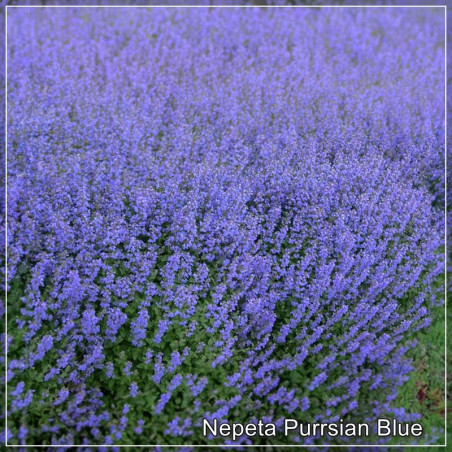 Nepeta Purrsian Blue