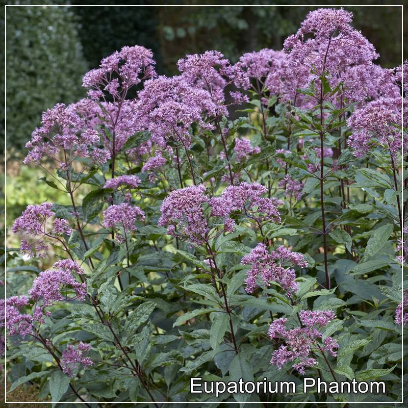 Eupatorium Phantom