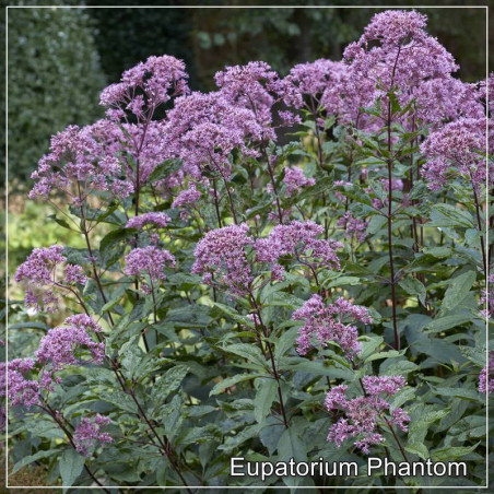 Eupatorium Phantom