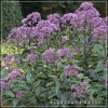 Eupatorium Phantom