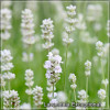 Lavandula Exceptional