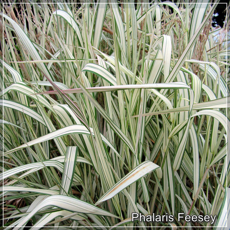 Phalaris Feesey
