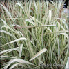 Phalaris Feesey