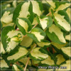 Vinca Wojo's Jem