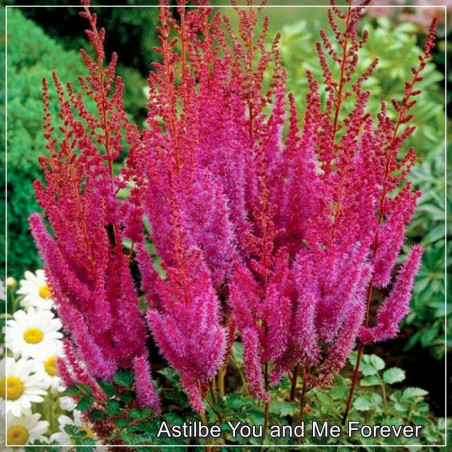 Astilbe You and Me Forever