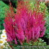 Astilbe You and Me Forever