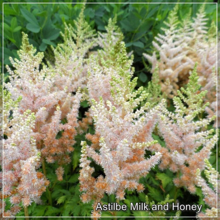 Astilbe Milk and Honey
