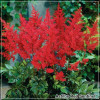 Astilbe Red Sentinel