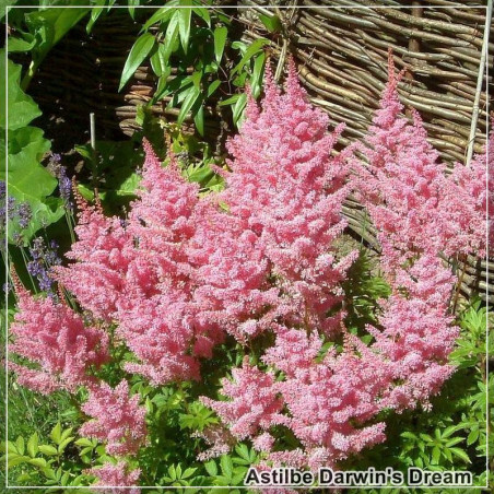 Astilbe Darwin's Dream