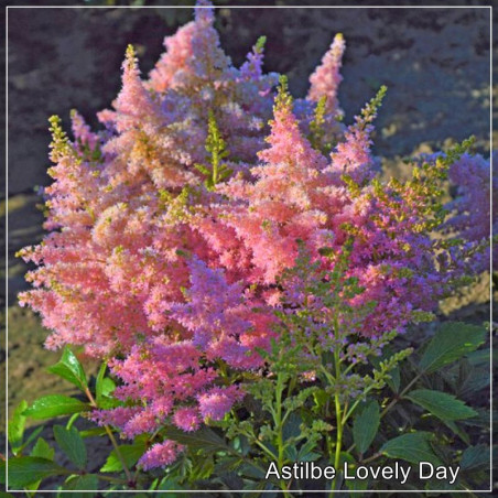 Astilbe Lovely Day