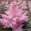 Astilbe Sugarberry