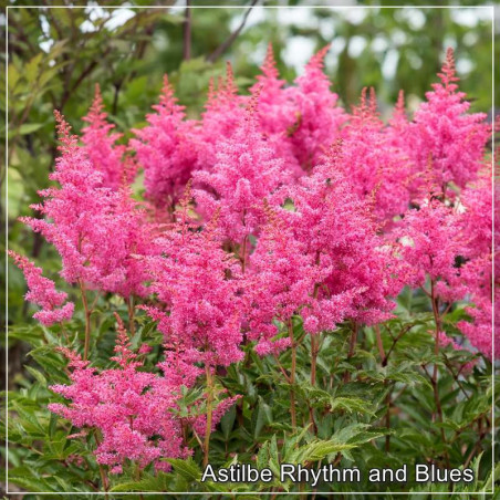 Astilbe Rhythm and Blues