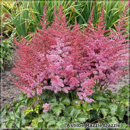 Astilbe Razzle Dazzle