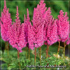 Astilbe You and Me Always