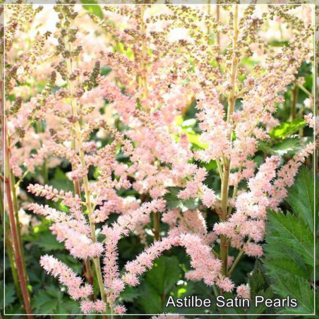 Astilbe Satin Pearls