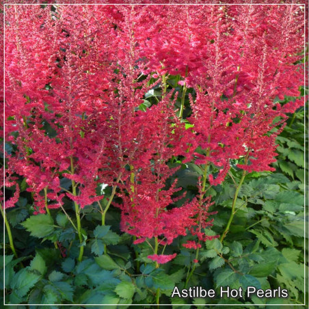 Astilbe Hot Pearls