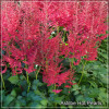 Astilbe Hot Pearls