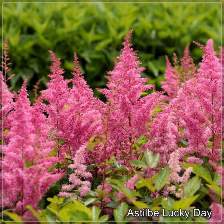 Astilbe Lucky Day