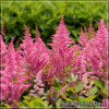 Astilbe Lucky Day