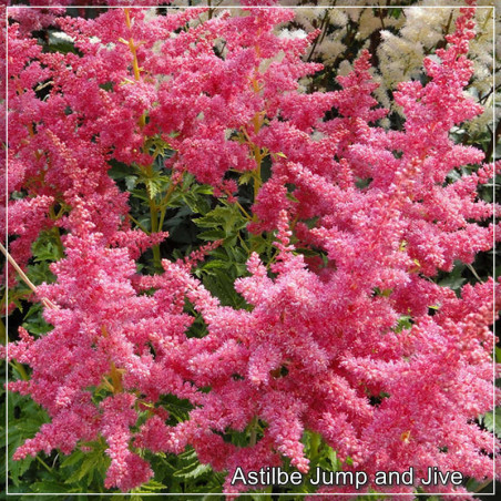 Astilbe Jump and Jive - Perenă cu Flori Roz