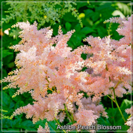 Astilbe Peach Blossom
