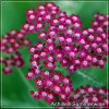 Coada Soricelului (Achillea Summerwine)