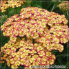 Achillea Tricolor