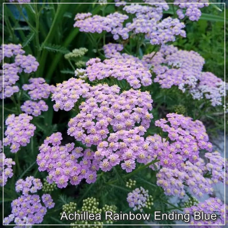 Achillea Rainbow Ending Blue