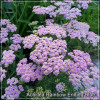 Achillea Rainbow Ending Blue