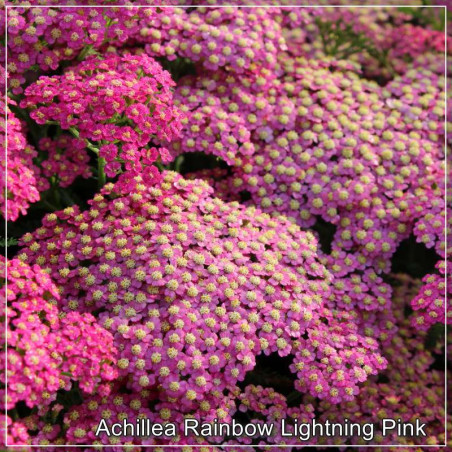 Achillea Rainbow Lightning Pink