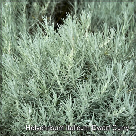 Helychrisum Dwarf Curry