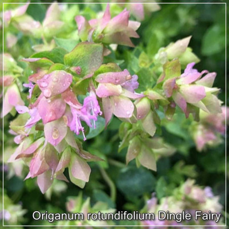 Origanum rotundifolium Dingle Fairy